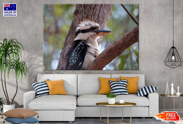 Kookaburra on Tree Closeup View Print 100% Australian Made Stretched Canvas Ready to Hang - 1245