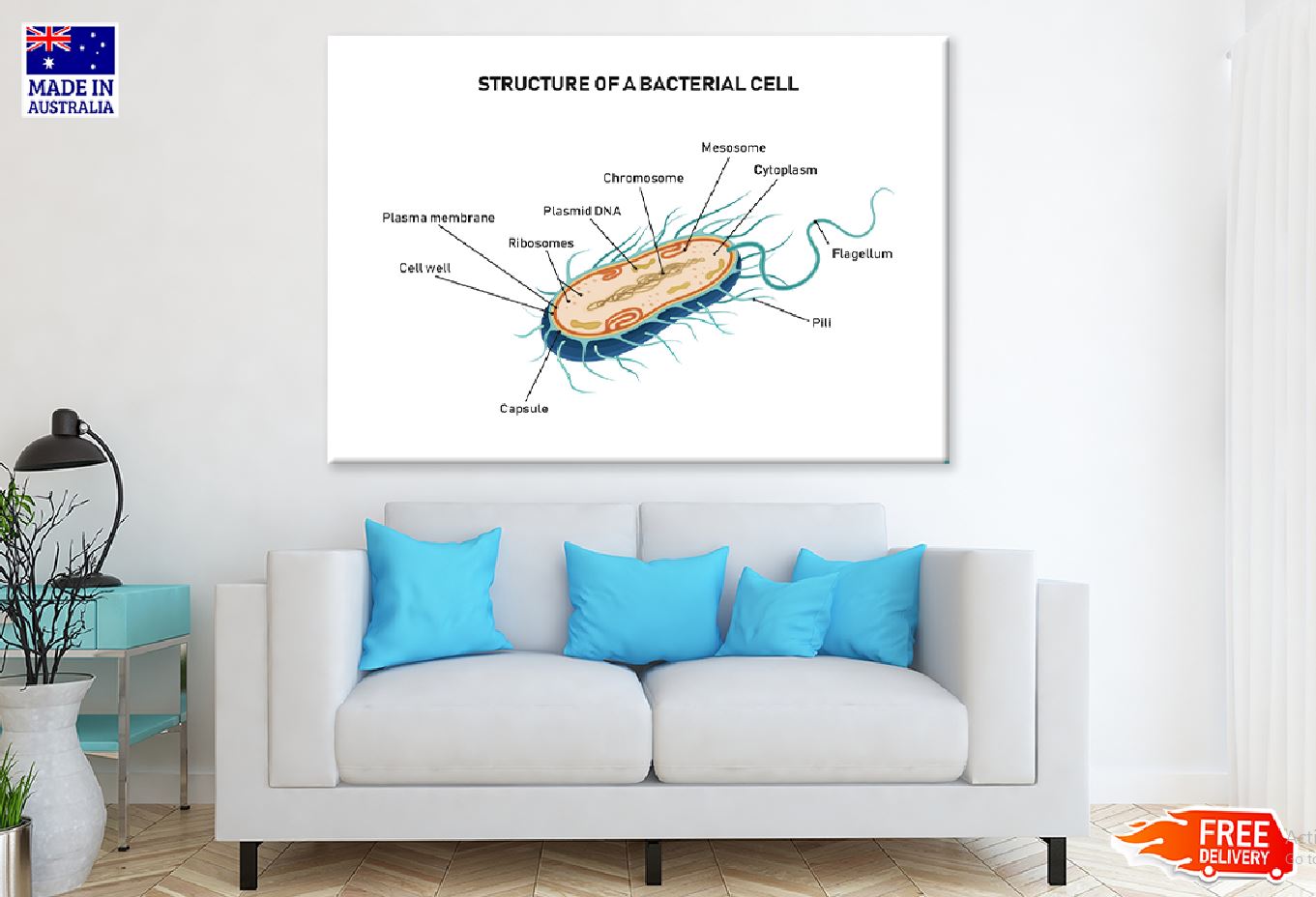 Bacterial Cell Structure Vector Print 100% Australian Made Stretched Canvas Ready to Hang - 2428