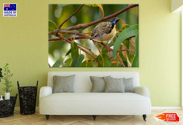 Small Hummingbird Photograph Print 100% Australian Made Stretched Canvas Ready to Hang - 1246