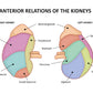 Anterior Of Kidneys Vector Design Print 100% Australian Made Stretched Canvas Ready to Hang - 2430