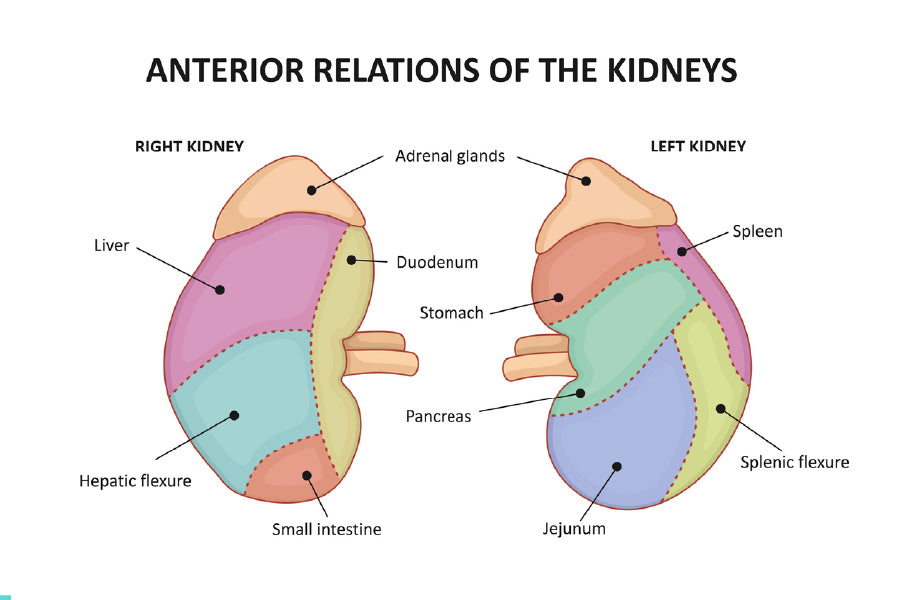 Anterior Of Kidneys Vector Design Print 100% Australian Made Stretched Canvas Ready to Hang - 2430