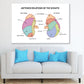 Anterior Of Kidneys Vector Design Print 100% Australian Made Stretched Canvas Ready to Hang - 2430