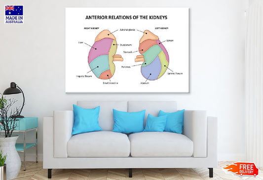 Anterior Of Kidneys Vector Design Print 100% Australian Made Stretched Canvas Ready to Hang - 2430