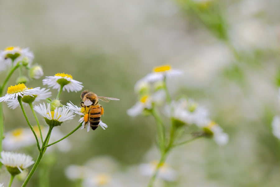 Bee on Chamomile Flowers View Print 100% Australian Made Stretched Canvas Ready to Hang - 1596