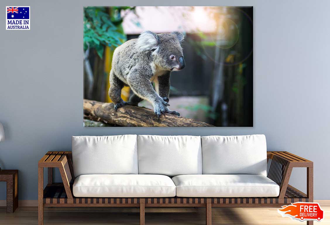 Koala Bear on Tree Branch View Print 100% Australian Made Stretched Canvas Ready to Hang - 1247