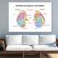 Anterior Of Kidneys Vector Design Print 100% Australian Made Stretched Canvas Ready to Hang - 2430