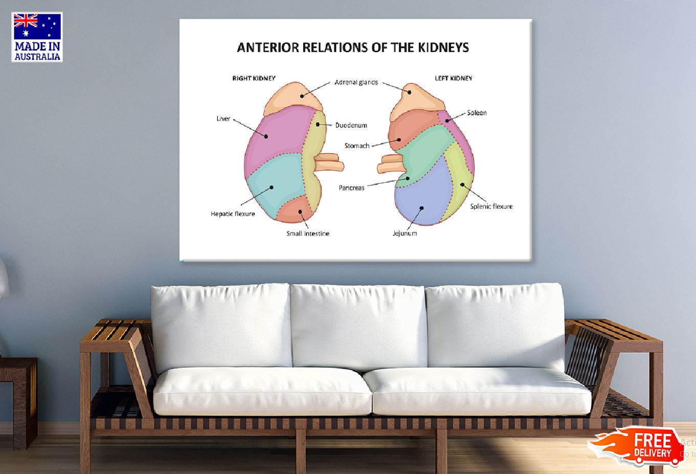 Anterior Of Kidneys Vector Design Print 100% Australian Made Stretched Canvas Ready to Hang - 2430