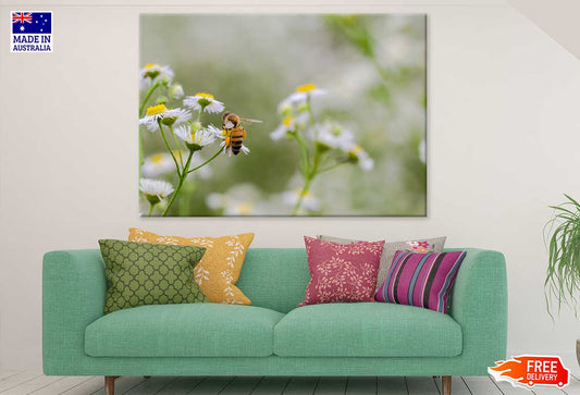 Bee on Chamomile Flowers View Print 100% Australian Made Stretched Canvas Ready to Hang - 1596