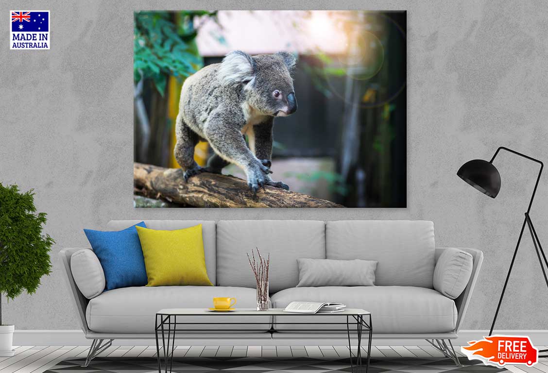 Koala Bear on Tree Branch View Print 100% Australian Made Stretched Canvas Ready to Hang - 1247