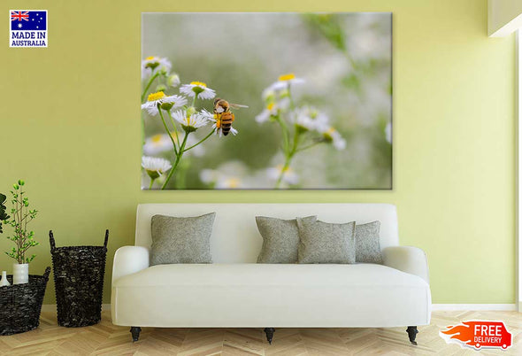 Bee on Chamomile Flowers View Print 100% Australian Made Stretched Canvas Ready to Hang - 1596