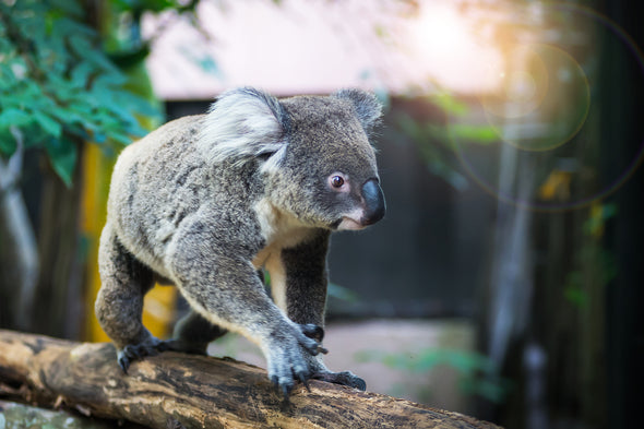 Koala Bear on Tree Branch View Print 100% Australian Made Stretched Canvas Ready to Hang - 1247