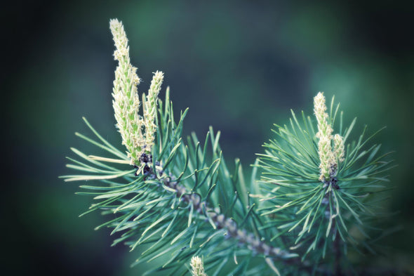 Pine Tree Branch Closeup View Print 100% Australian Made Stretched Canvas Ready to Hang - 1726