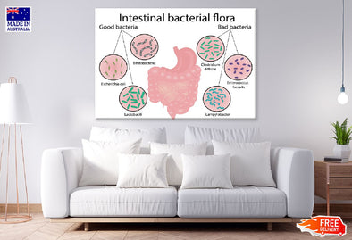 Intestinal Bacterial Flora Vector Print 100% Australian Made Stretched Canvas Ready to Hang - 2431