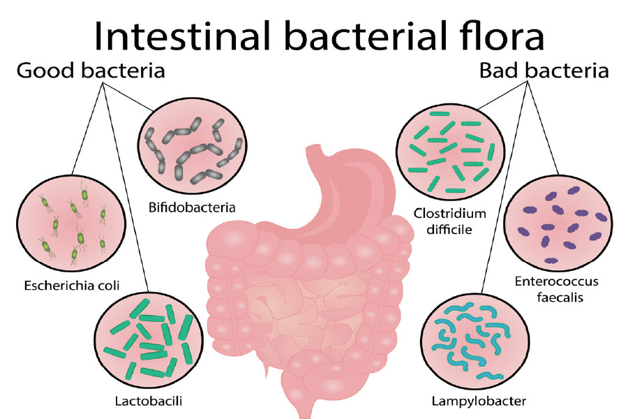 Intestinal Bacterial Flora Vector Print 100% Australian Made Stretched Canvas Ready to Hang - 2431