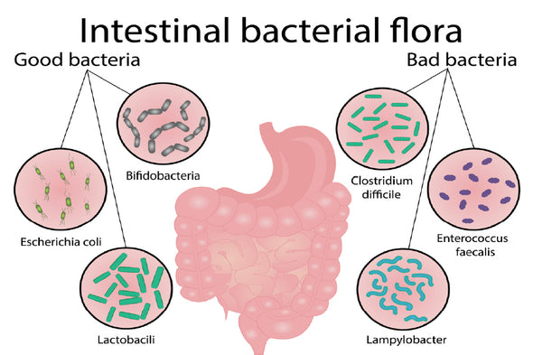 Intestinal Bacterial Flora Vector Print 100% Australian Made Stretched Canvas Ready to Hang - 2431