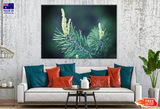 Pine Tree Branch Closeup View Print 100% Australian Made Stretched Canvas Ready to Hang - 1726