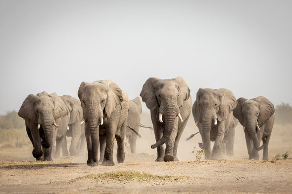 Elephants Walking on Dusty Road Print 100% Australian Made Stretched Canvas Ready to Hang - 1248