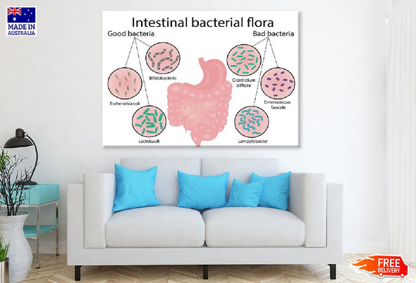 Intestinal Bacterial Flora Vector Print 100% Australian Made Stretched Canvas Ready to Hang - 2431