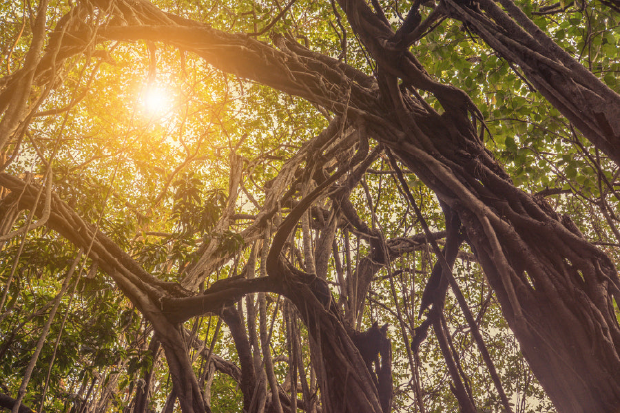 Banyan Tree in Jungle Sunset View Print 100% Australian Made Stretched Canvas Ready to Hang - 1727