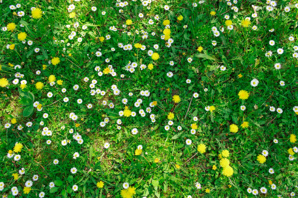 White Daisies Flower Aerial View Print 100% Australian Made Stretched Canvas Ready to Hang - 1598