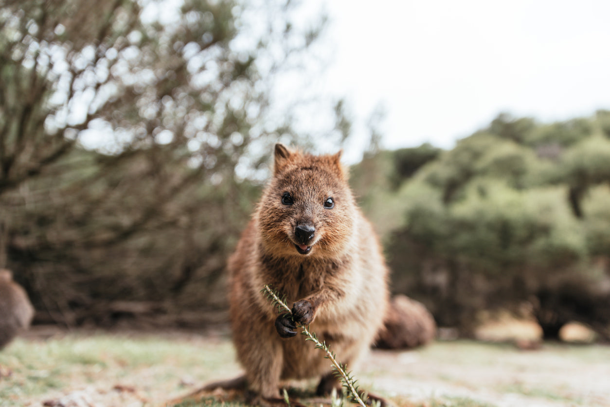 Quokka Animal Closeup View Print 100% Australian Made Stretched Canvas Ready to Hang - 1249