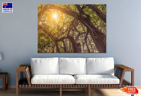 Banyan Tree in Jungle Sunset View Print 100% Australian Made Stretched Canvas Ready to Hang - 1727