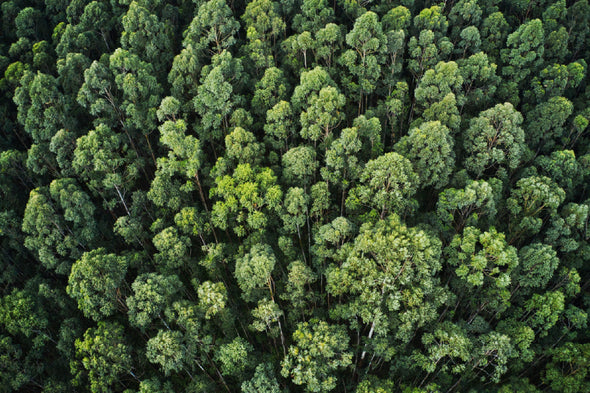 Thick Forest Trees Aerial View Print 100% Australian Made Stretched Canvas Ready to Hang - 1050