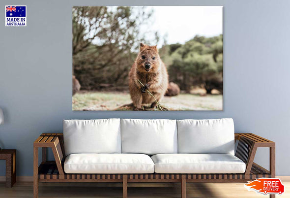 Quokka Animal Closeup View Print 100% Australian Made Stretched Canvas Ready to Hang - 1249