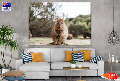 Quokka Animal Closeup View Print 100% Australian Made Stretched Canvas Ready to Hang - 1249