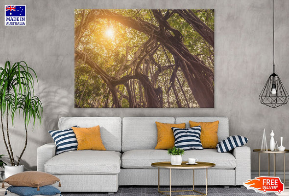 Banyan Tree in Jungle Sunset View Print 100% Australian Made Stretched Canvas Ready to Hang - 1727