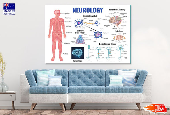 Human Neurology Anatomy Vector Print 100% Australian Made Stretched Canvas Ready to Hang - 2433