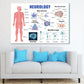 Human Neurology Anatomy Vector Print 100% Australian Made Stretched Canvas Ready to Hang - 2433