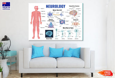 Human Neurology Anatomy Vector Print 100% Australian Made Stretched Canvas Ready to Hang - 2433