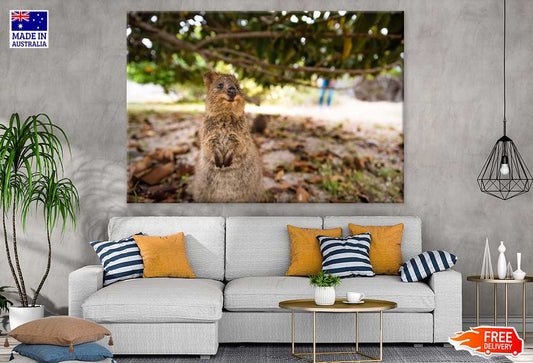 Quokka Animal Closeup Photograph Print 100% Australian Made Stretched Canvas Ready to Hang - 1250