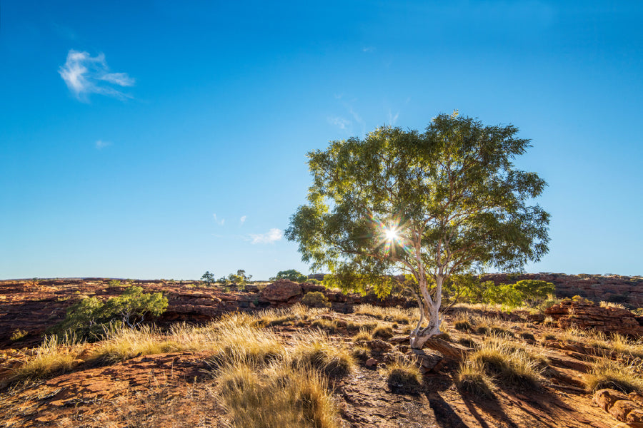 Red Gum Tree & Sunshine View Print 100% Australian Made Stretched Canvas Ready to Hang - 1728