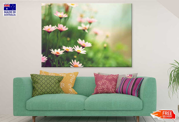 Pink Daisy Flowers Plants View Print 100% Australian Made Stretched Canvas Ready to Hang - 1599