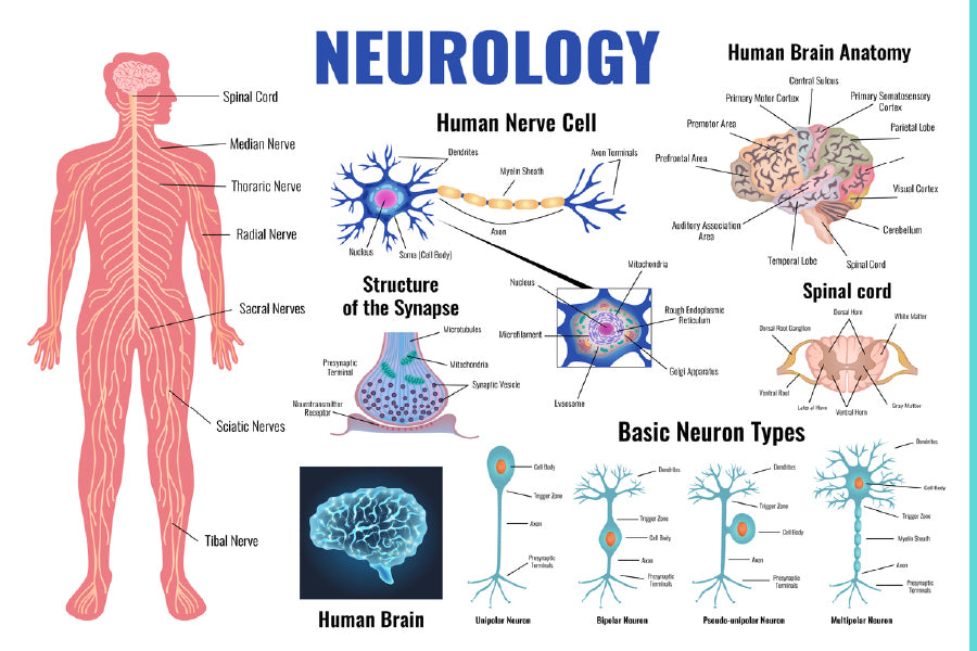 Human Neurology Anatomy Vector Print 100% Australian Made Stretched Canvas Ready to Hang - 2433