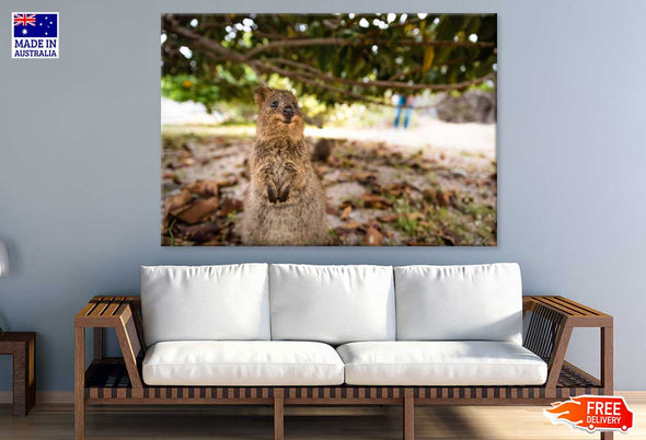 Quokka Animal Closeup Photograph Print 100% Australian Made Stretched Canvas Ready to Hang - 1250