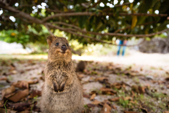 Quokka Animal Closeup Photograph Print 100% Australian Made Stretched Canvas Ready to Hang - 1250