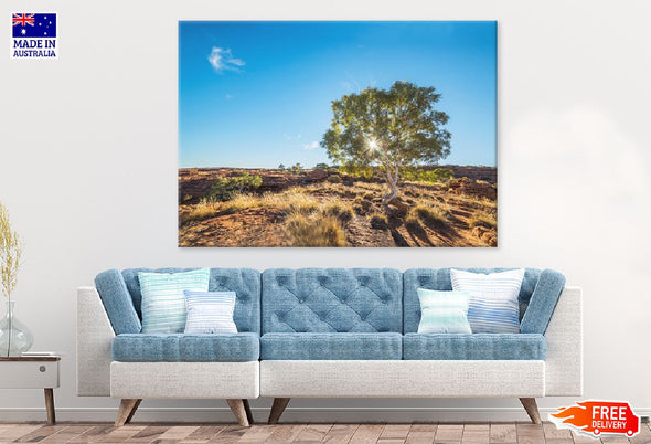 Red Gum Tree & Sunshine View Print 100% Australian Made Stretched Canvas Ready to Hang - 1728