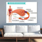 Human Muscle Anatomy Vector Design Print 100% Australian Made Stretched Canvas Ready to Hang - 2434