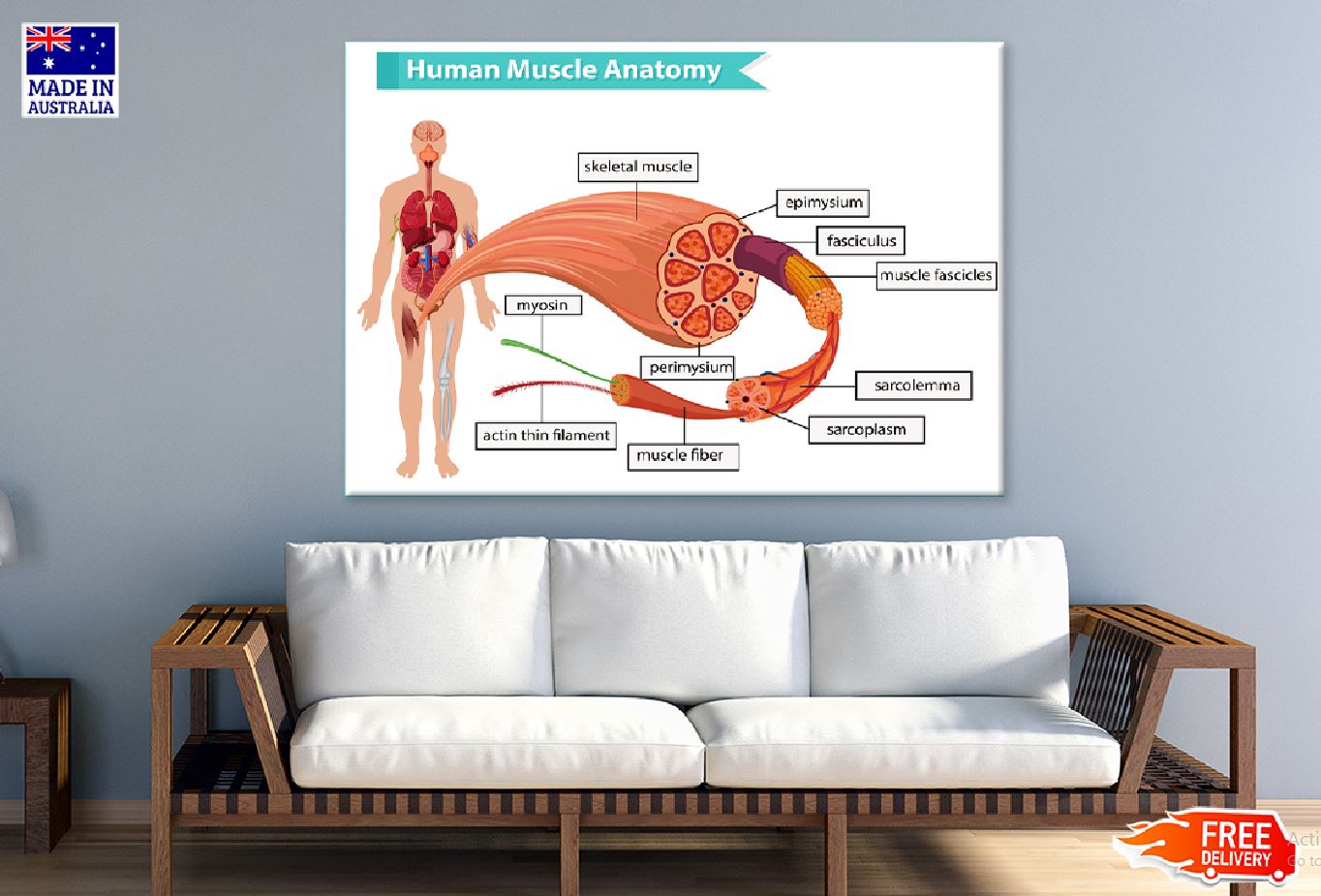 Human Muscle Anatomy Vector Design Print 100% Australian Made Stretched Canvas Ready to Hang - 2434