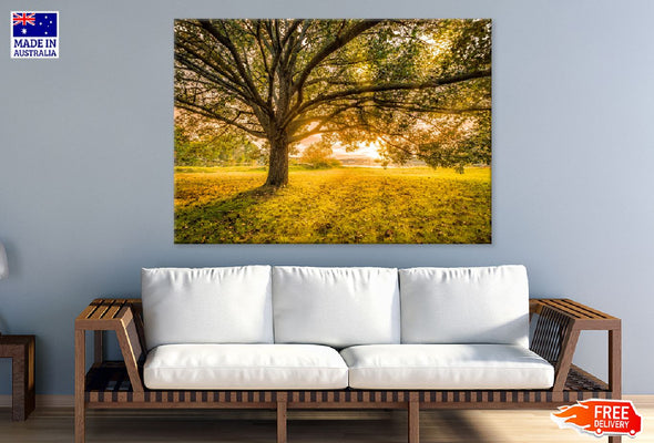 Autumn Large Tree Sunset View Print 100% Australian Made Stretched Canvas Ready to Hang - 1729