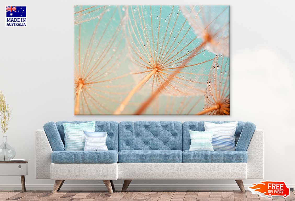 Dandelion Seed with Water Drops Print 100% Australian Made Stretched Canvas Ready to Hang - 1600