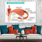 Human Muscle Anatomy Vector Design Print 100% Australian Made Stretched Canvas Ready to Hang - 2434
