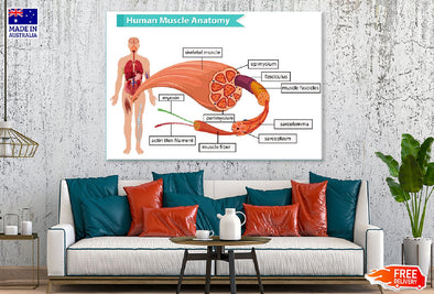 Human Muscle Anatomy Vector Design Print 100% Australian Made Stretched Canvas Ready to Hang - 2434