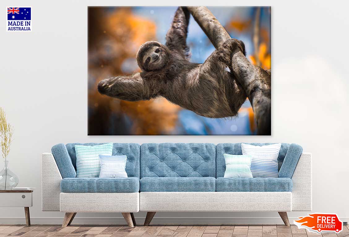 Costa Rica Sloth on Tree Branch Print 100% Australian Made Stretched Canvas Ready to Hang - 1251