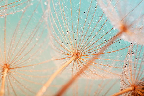 Dandelion Seed with Water Drops Print 100% Australian Made Stretched Canvas Ready to Hang - 1600