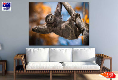 Costa Rica Sloth on Tree Branch Print 100% Australian Made Stretched Canvas Ready to Hang - 1251