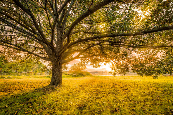 Autumn Large Tree Sunset View Print 100% Australian Made Stretched Canvas Ready to Hang - 1729